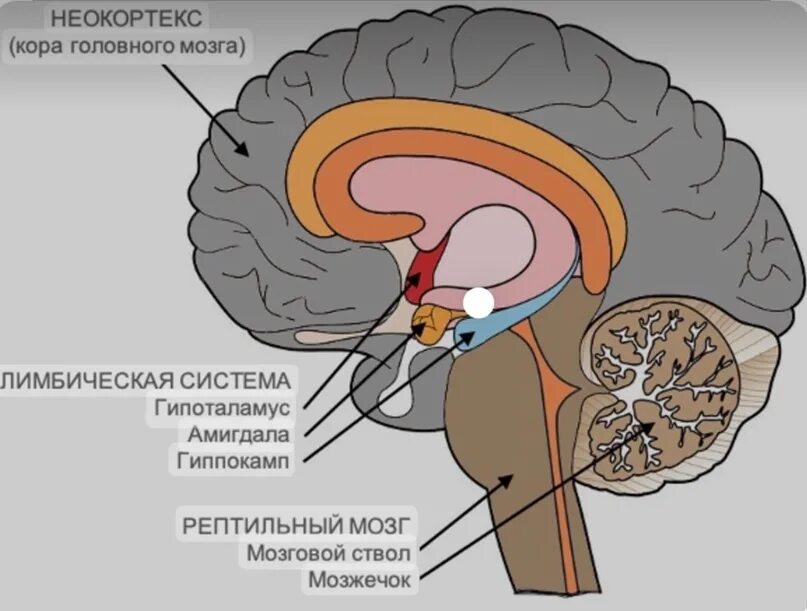 Мозг неокортекс. Рептильный мозг. Рептильный мозг и лимбическая система. Древний рептильный мозг. Рептильный мозг неокортекс