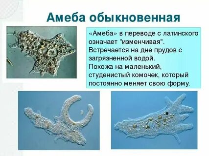 Одноклеточная амеба каждые 3 часа делится