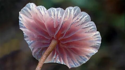 Mushroom 13