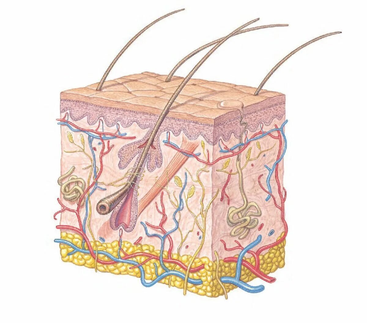 Эпидермис дерма подкожная клетчатка. Дерма эпидермис анатомия. Строение дермы кожи человека. Строение кожи человека рисунок. Кожа внешний вид