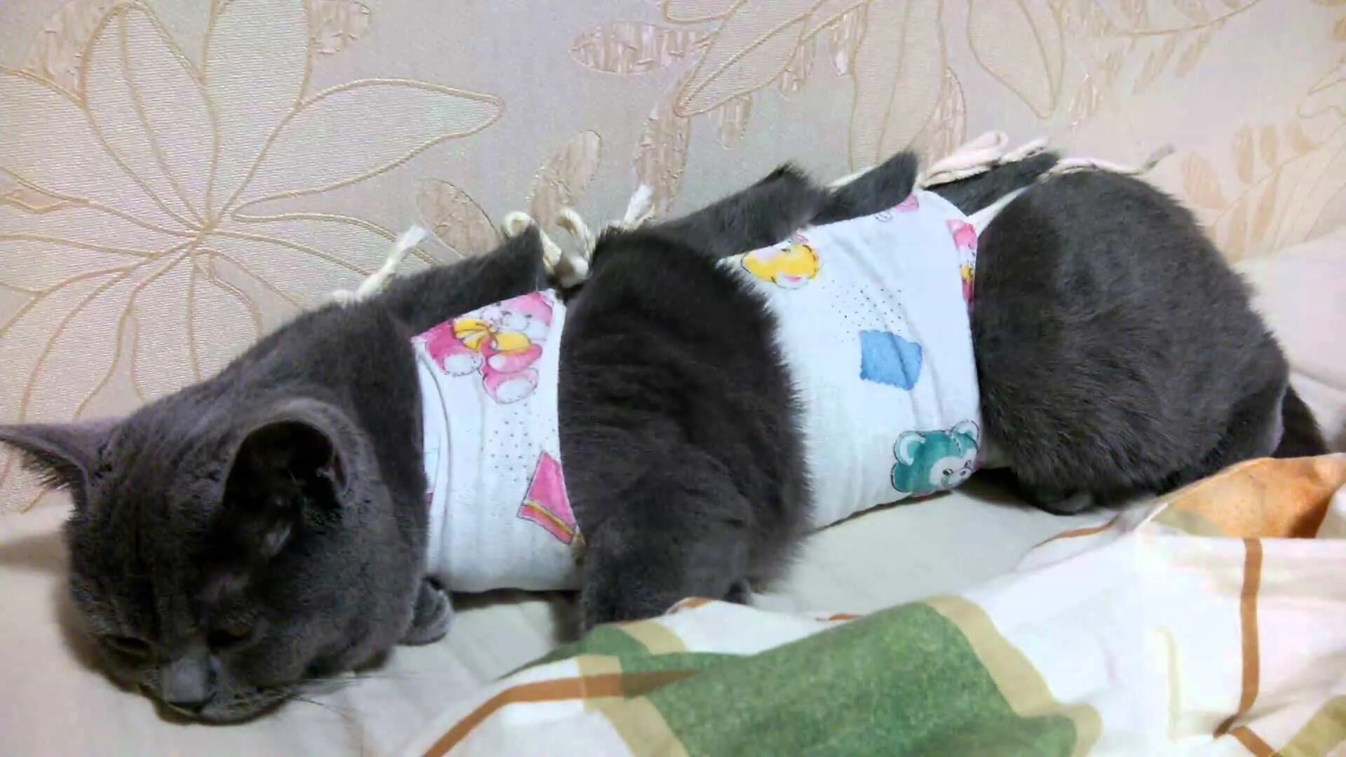 Коту делали операцию