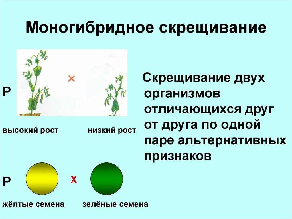 Моногибридное скрещивание первый и второй. Моногибридное скрещивани. Моногибридное и дигибридное скрещивание. Моногибридное возвратное скрещивание. Анализирующее моногибридное скрещивание.