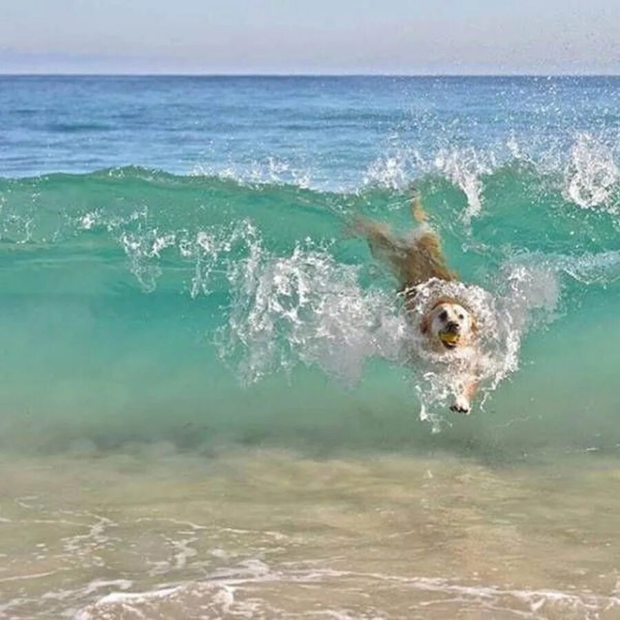 Веселое морская 1. Собака на море. Животные моря. Смешное море. На море прикольные.