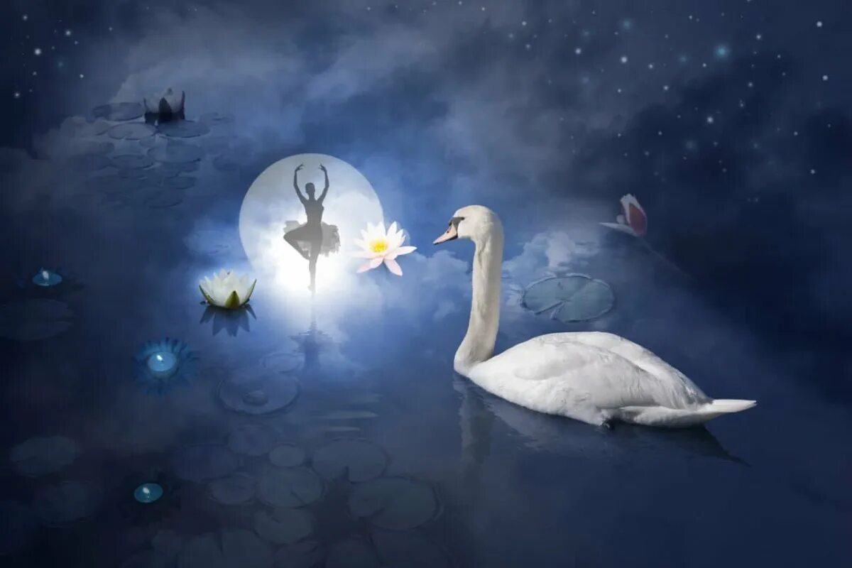 Луна и лебеди. Лебедь озеро и Луна. Лебеди под луной. Лебединое озеро Луна. Луна лебединая