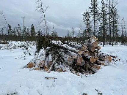Уголовное дело лесничество