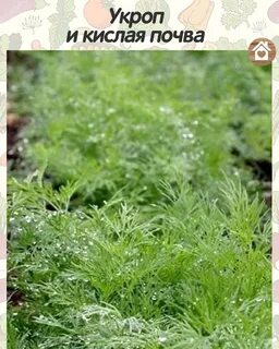 Укроп в теплице осенью