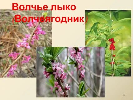 Волчеягодник описание