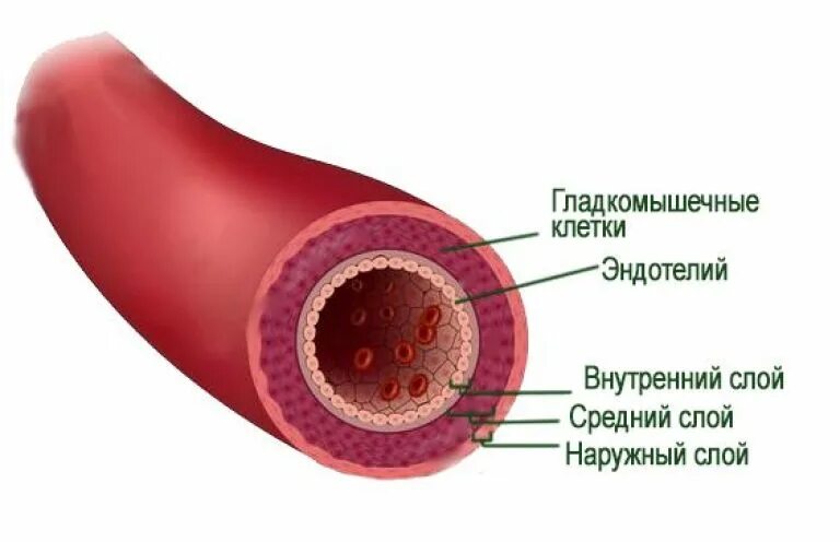 1 мелкий кровеносный сосуд. Строение стенки сосуда артерии. строение стенки артериального сосуда. строение сосудистой стенки артерий. эндотелий кровеносных сосудов.