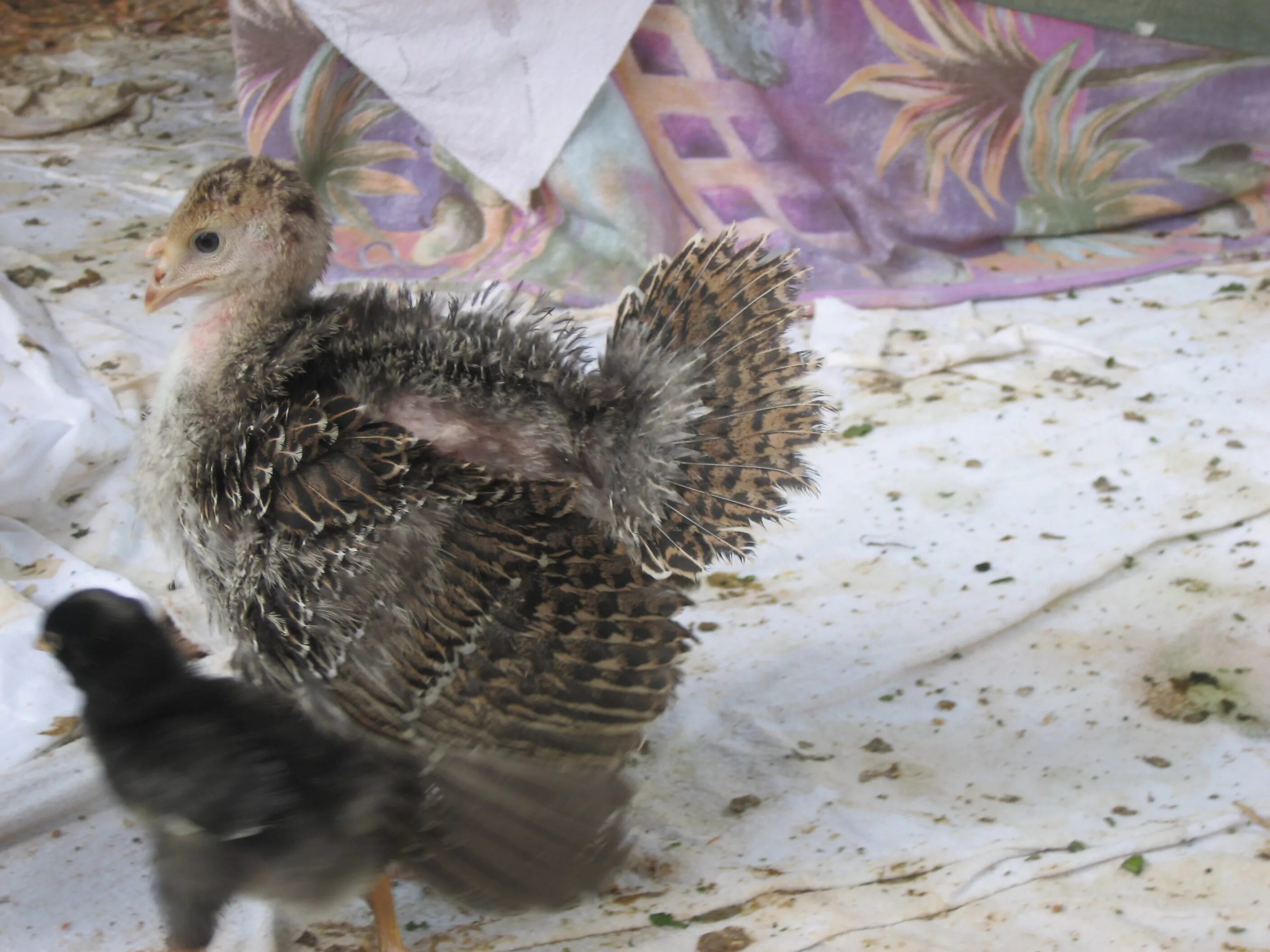 Индюшата пищат. Маленькие индюшата. мама индюшонка. кормление индюшат. маленький индюшонок ест.