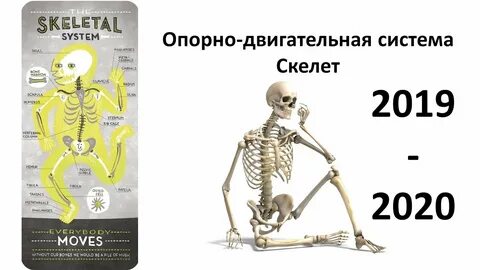 8 скелетов