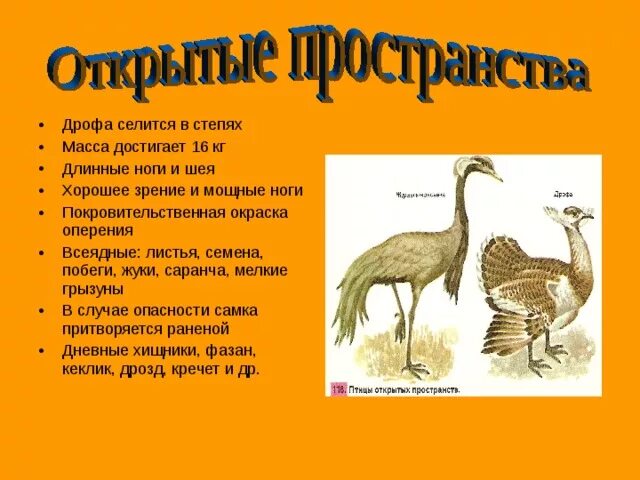 Образ жизни птиц открытых пространств. Птицы открытых пространств. Птицы открытых пространств представители. Характер питания птиц открытых пространств. Птицы открытых пространств суши.