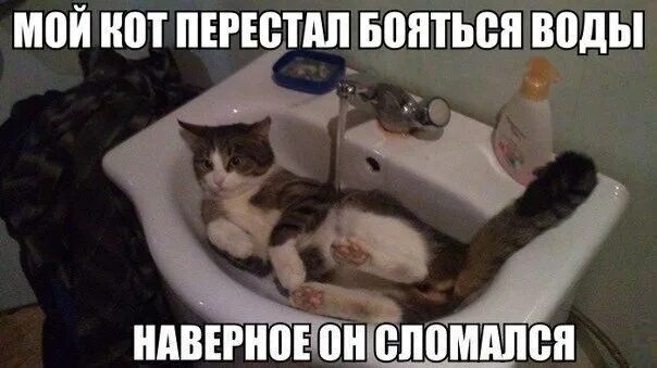 Котик сломался. Мой кот сломался. Кот сломался Мем. Разбитый кот