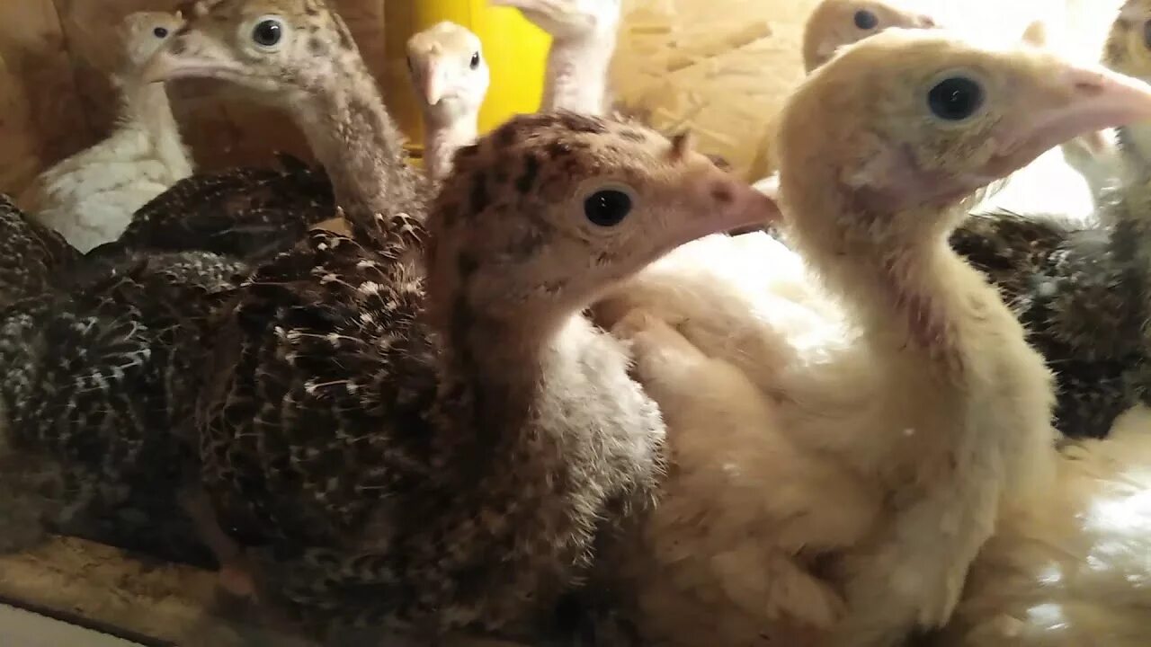 Индюшата пищат. Индюшата. индюшата 10 дней. индюшатам 20 дней. двухнедельные индюшата.