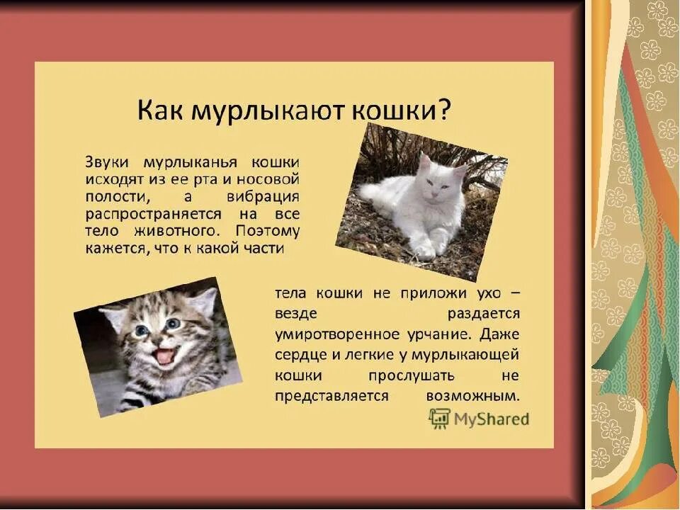 Чем мурлыкают кошки. Почему кошки мурчат. Почему котята мурлыкают. Как коты мурлыкают. Какой кот мурлыка