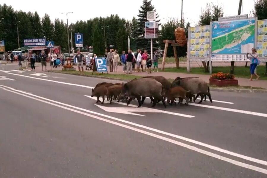 Кабан в городе. Кабаны в приморском районе. дикие кабаны в барселоне.