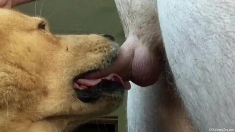 Dog Licking Mans Dick.