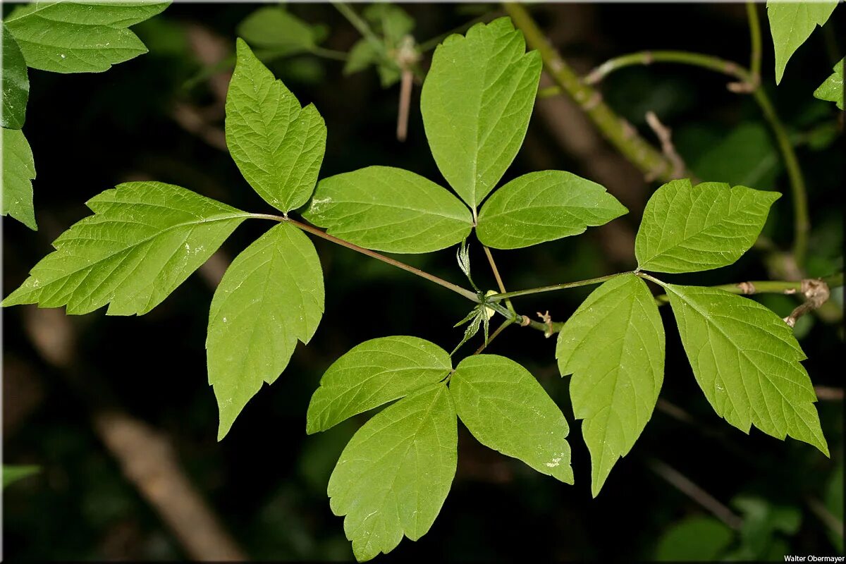 Ясень прилистники. Клен ясенелистный лист. Fraxinus excelsior дерево. "ясень обыкновенный (fraxinus exсelsior. Ясень (обыкновенныйлисит.