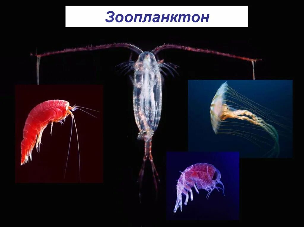 Планктон фитопланктон и зоопланктон. Зоопланктон коловратки веслоногие. Зоопланктон медуза. Зоопланктон питается фитопланктоном. Зоопланктон составляют