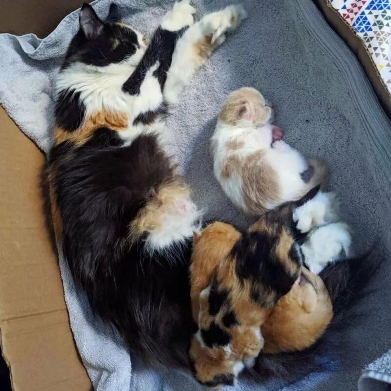 Беременные кошечки. Бездомные беременные кошки.