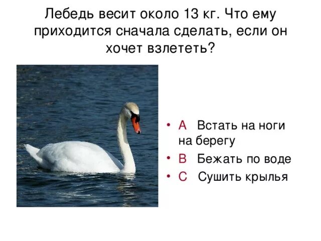 Лебедь количество звуков. Вес лебедя. Лебедь Размеры. Сколько весит лебедь. Вес взрослого лебедя.