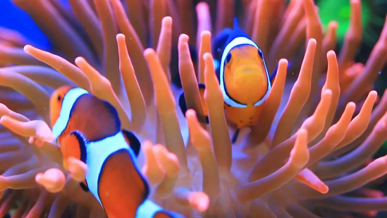 Рыба клоун и актиния. Рыба клоун в актинии. Amphiprion sandaracinos. Актиния и рыбы клоуны в аквариуме. Рыба клоун и анемон