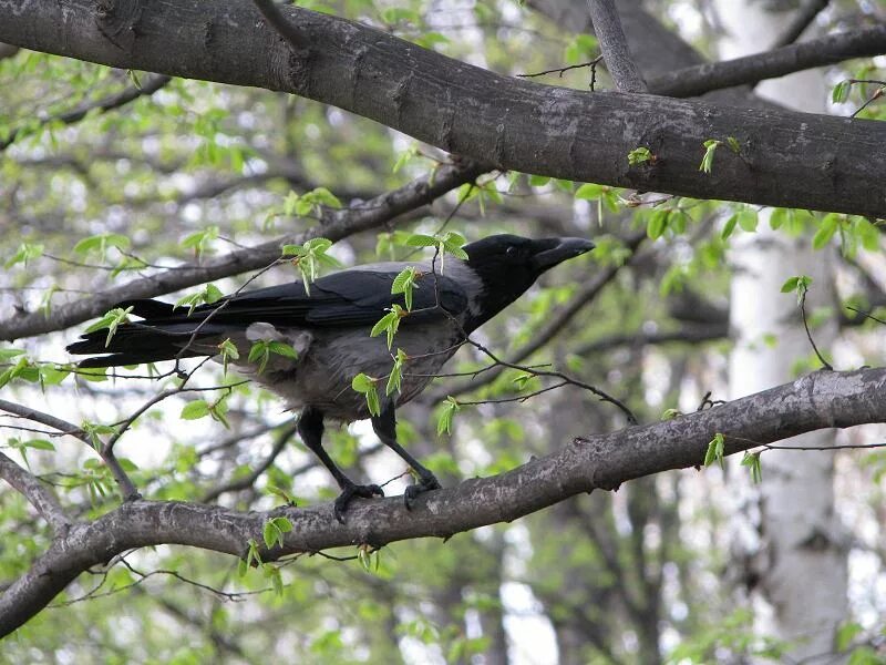 сорок сорок воровали горох сорок ворон отогнали сорок. серая ворона. грач перелетная птица. грач и серая ворона. сороки и вороны перелетая с дерева.
