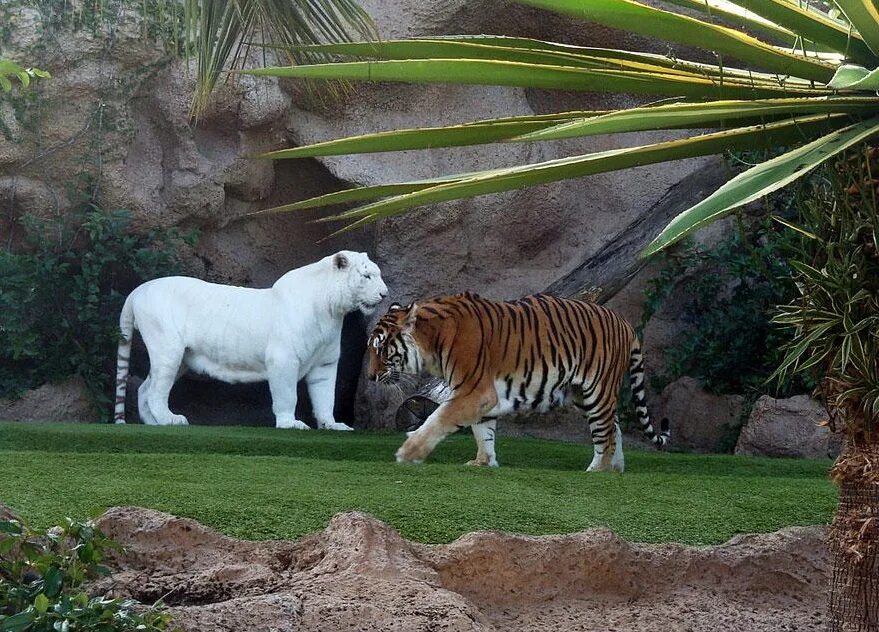 Развлечение в мире животных. Лоро парк тигры. Тигр альбинос. Золотой тигр альбинос. Самые редкие звери.