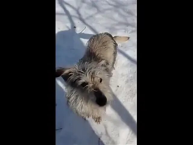 Помощь животным елец. Помощь животным елец