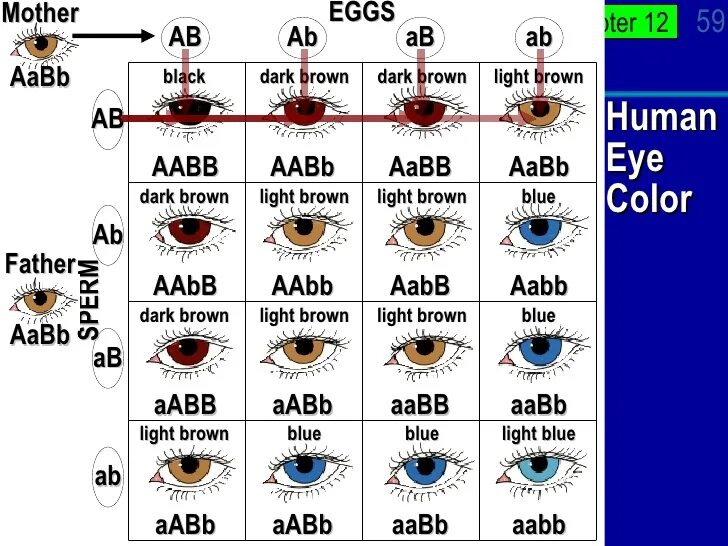 Какие глаза будут у кареглазых родителях. Генетическое наследование цвета глаз. Наследование цвета глаз от родителей таблица. Генетика цвета глаз человека таблица. Генетика цвет глаз наследование.