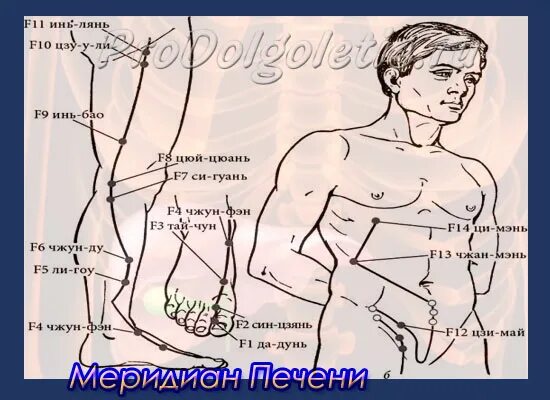 Китайская медицина печень. Точки печени. Жар печени в китайской медицине. Меридиан печени точки. Связь внутренних органов с эмоциями.