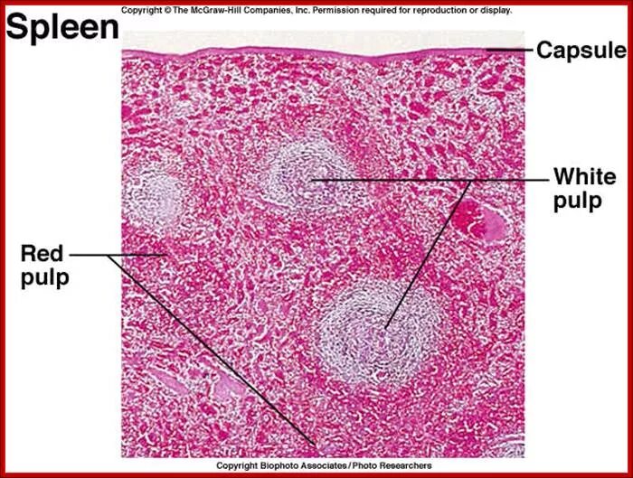 Селезенка гистология препарат. Строение селезенки гистология. Селезенка микропрепарат гистология. Белая пульпа селезенки гистология. Стволовые клетки селезенки