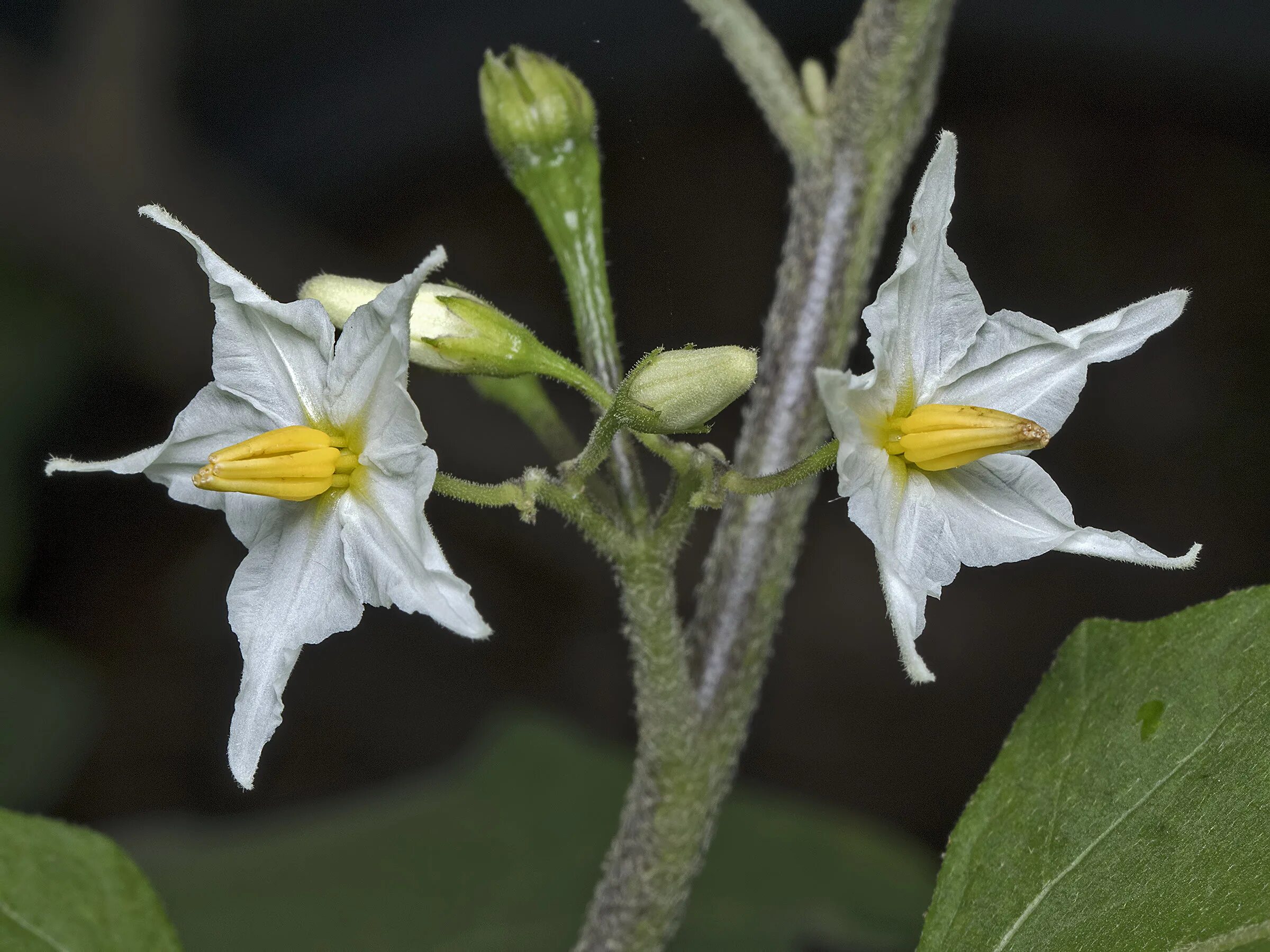 Паслёновые Паслёновые. Паслен Глаукофиллум. Solanaceae семейство. Паслен черный представители