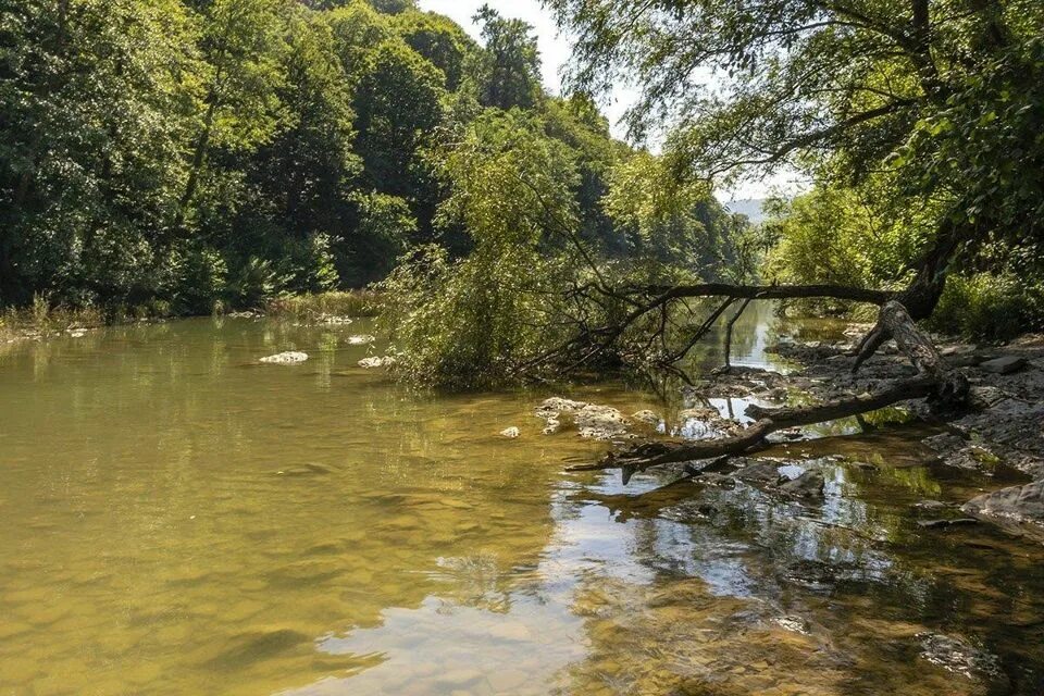 Псекупс краснодарский край. Псекупс краснодарский край