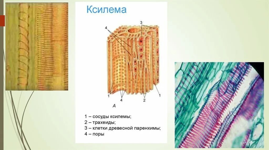 Клетки ксилемы живые. Ткани растений Ксилема флоэма. Сосуды и трахеиды ксилемы. Проводящая ткань растений Ксилема и флоэма. Флоэма трахеиды.