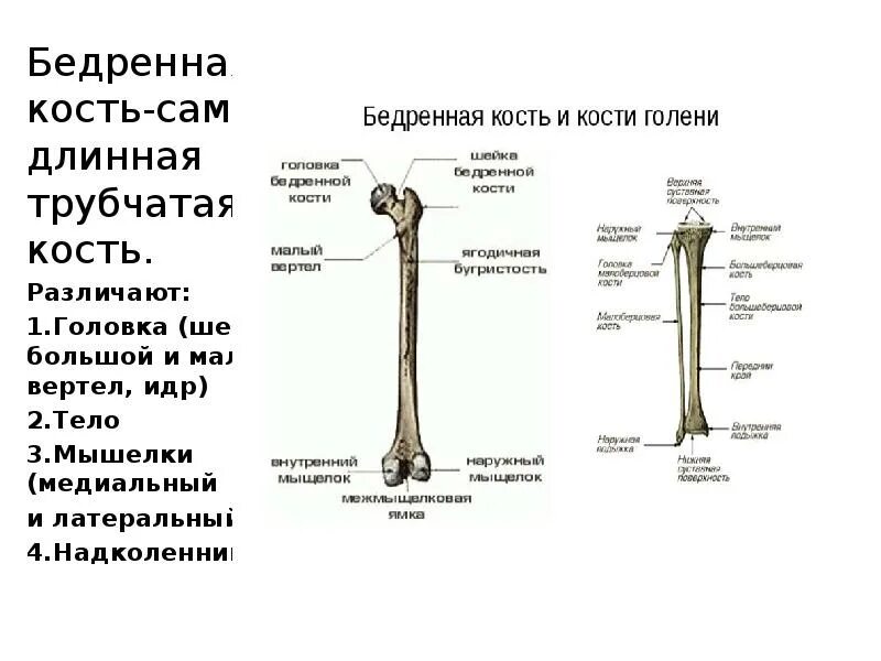 Бедренная кость большой и малый вертел. Большой и малый вертелы бедренной кости. Строение бедренной кости кратко. Строение бедренной кости человека анатомия.