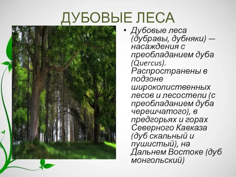 Самый большой текст леса. Лес для презентации. Дубовые насаждения. Лес описание. Широколиственный лес Дубрава.