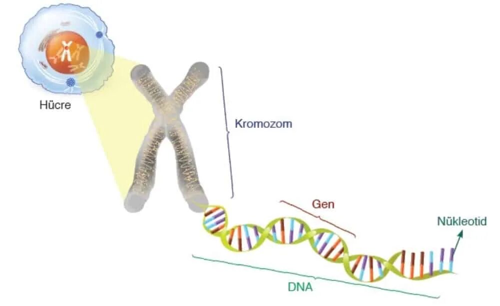 Хромосома. Ген и хромосома. Ген хромосома ДНК. Y хромосома.
