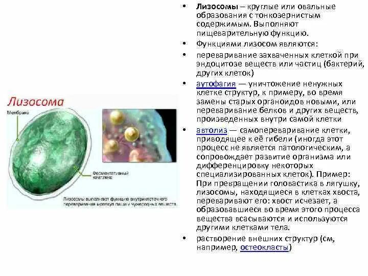 В состав каких клеток входит лизосома. Лизосомы бактерий функции. Лизосомы у бактерий. Функции лизосом в бактериальной клетке. Лизосомы есть в растительной клетке.