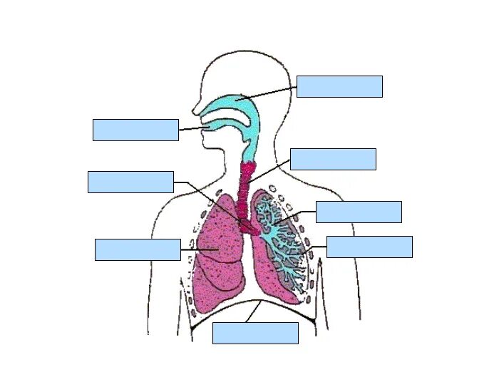 Замкнутая дыхательная система. Спланхнология дыхательная система. Дыхательная система человека для детей. Дыхательная система человека раскраска. Дыхательная система и спорт.