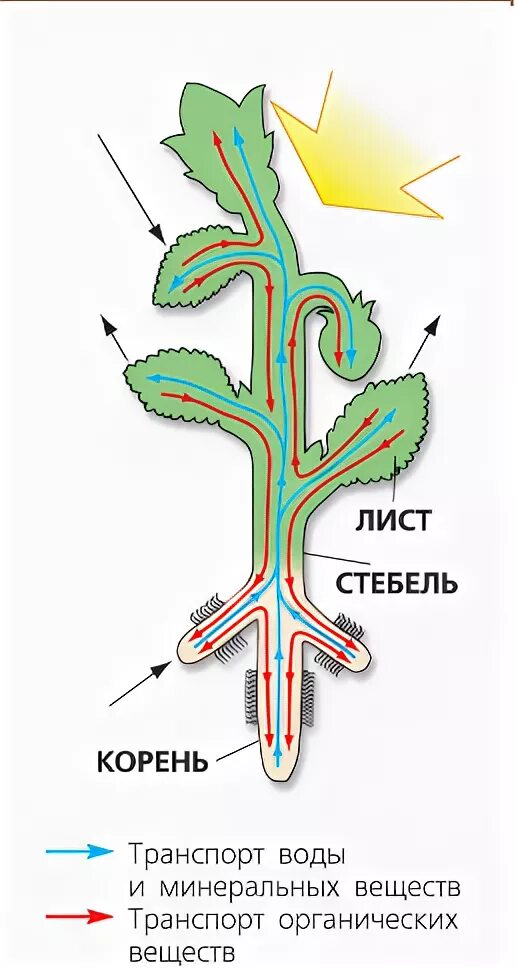 Схема транспорт веществ в организме растения. Схема передвижения Минеральных веществ по растению. Транспорт веществ по растению схема. Схема передвижения питательных веществ по растению. Органы передвижения веществ