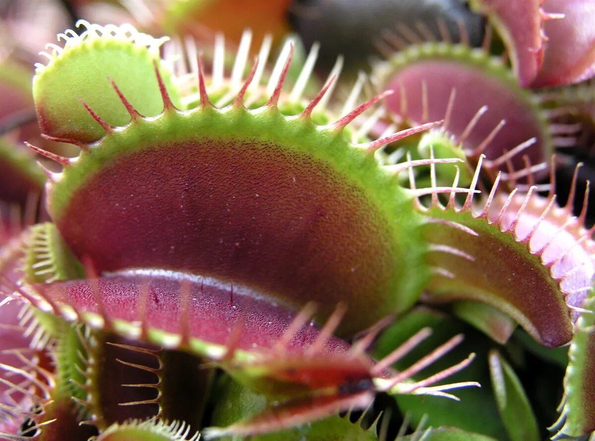 венерина мухоловка (dionaea muscipula). хищные растения венерина. венерина мухоловка. венерина дионея. хищные растения венерина.