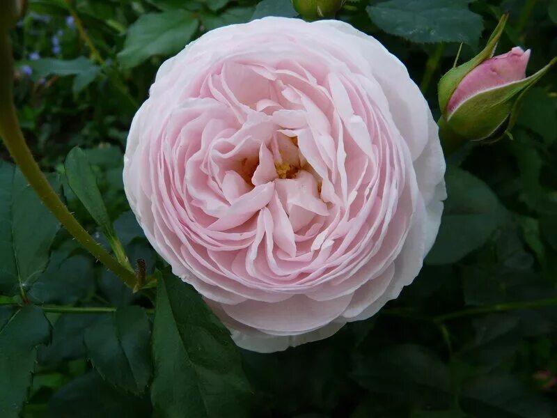 роза английская куин оф суиден. роза куин оф шведен. розы дэвида остина куин оф свиден. роза королева мерхен. Queen of sweden роза остина.