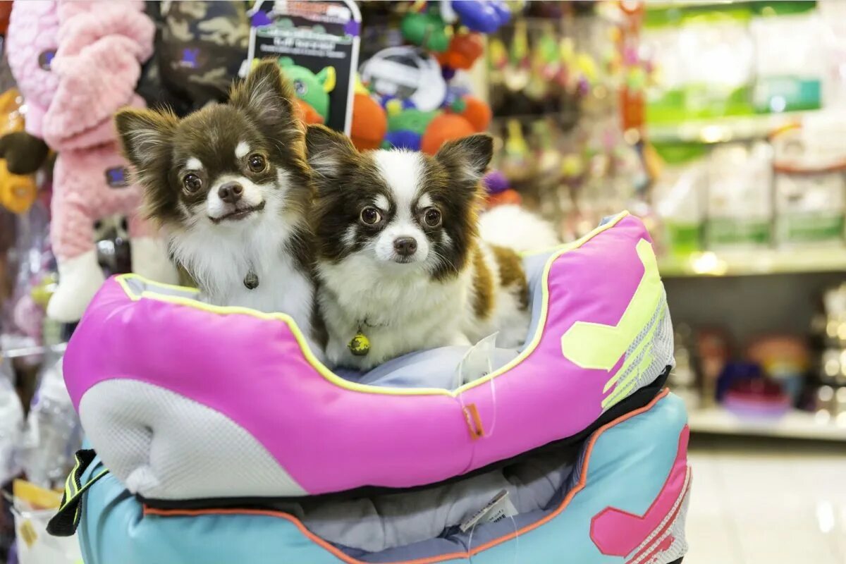 Петс магазин. Собака в зоомагазине. Щенки в зоомагазине. Pet shop зоомагазин. Зверьки в зоомагазине.