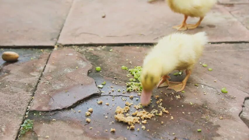 Крошка принимает. Утята кушают. Крошка ела. Смайли с утятами которые едят утку.