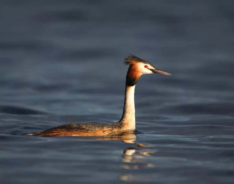 Чомга белая. Podiceps cristatus. Водоплавающие птицы Абхазии. Водоплавающие птицы Подмосковья чомга.