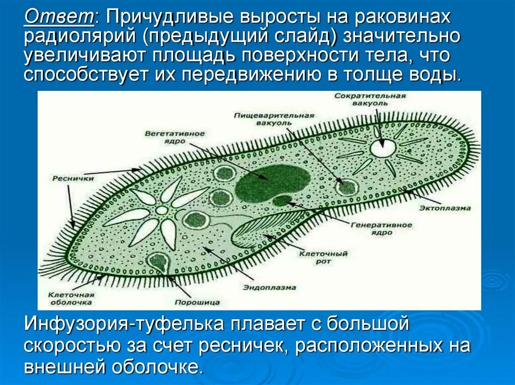 Причудливые выросты на раковинах радиолярий. Инфузория туфелька плавает. Крупные простейшие. Как радиолярии передвигаются в толще воды. Самое крупное простейшее