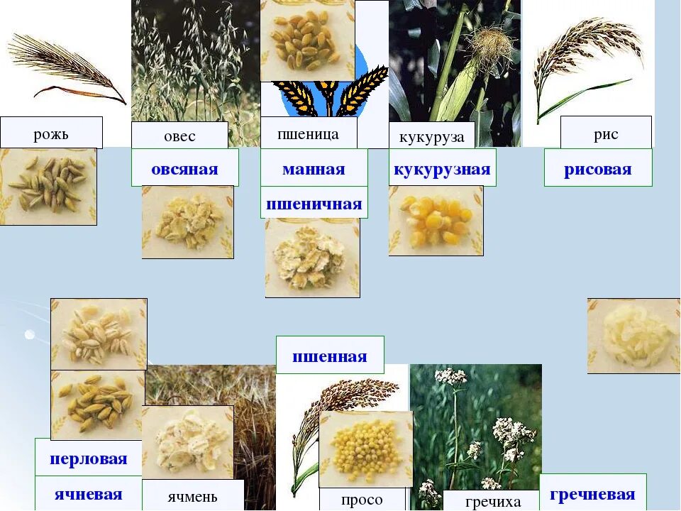 Из какого происходит рис