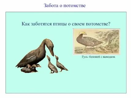 Какие птицы заботятся о своем потомстве