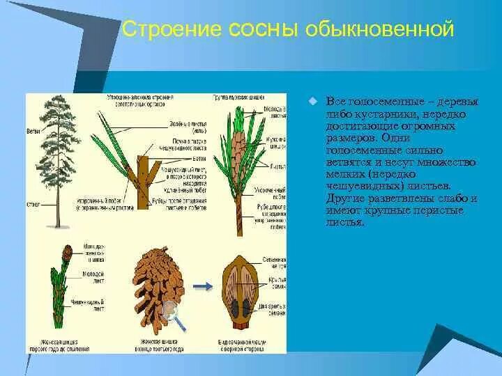 Строение побега сосны обыкновенной. Побег сосны обыкновенной схема. Удлиненный побег сосны обыкновенной. Строение ветки голосеменных. Систематическая группа сосны