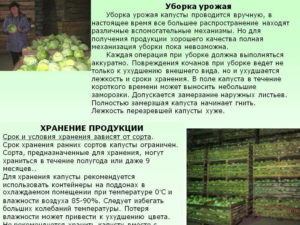 Когда посадка капусты на рассаду. Сроки уборки капусты в средней. Хранение капусты. Сроки уборки капусты в средней. Сроки уборки капусты в средней.